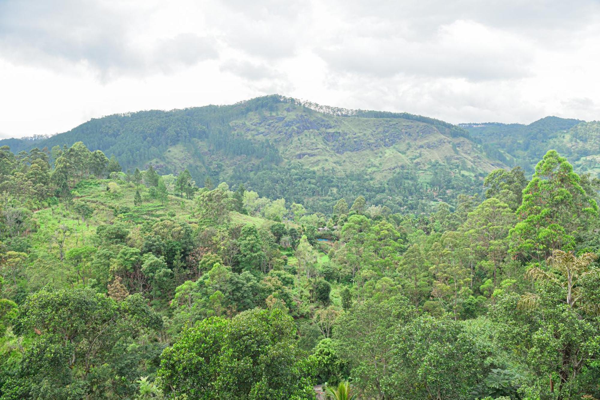 Tea Hills Ella Hotel Luaran gambar