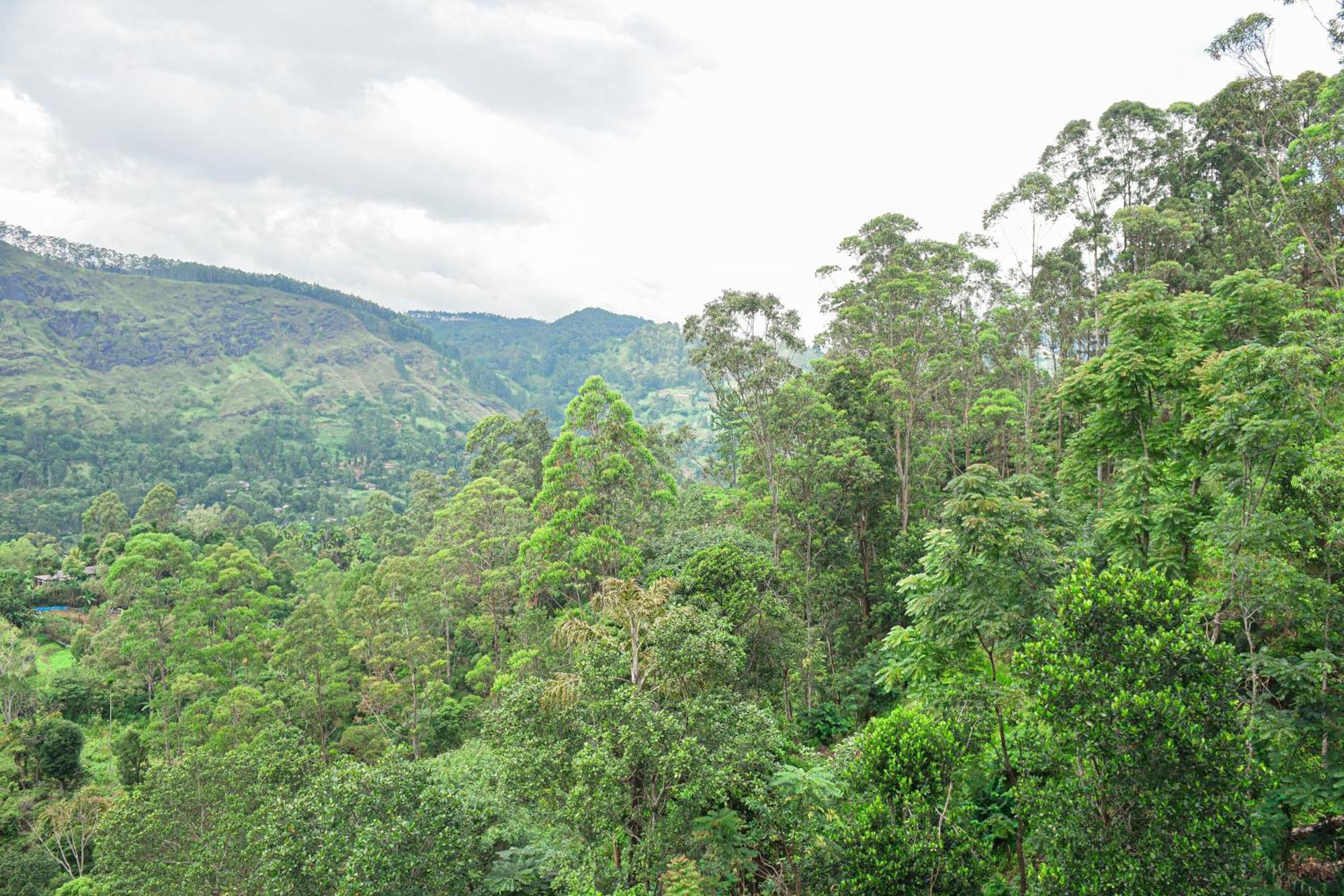 Tea Hills Ella Hotel Luaran gambar