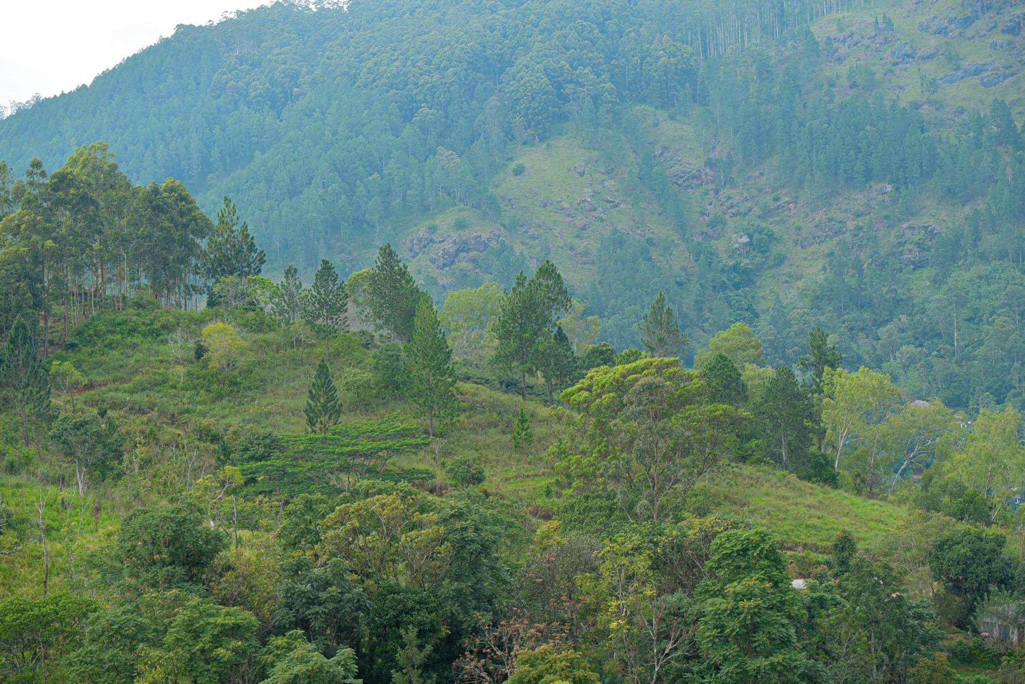 Tea Hills Ella Hotel Luaran gambar