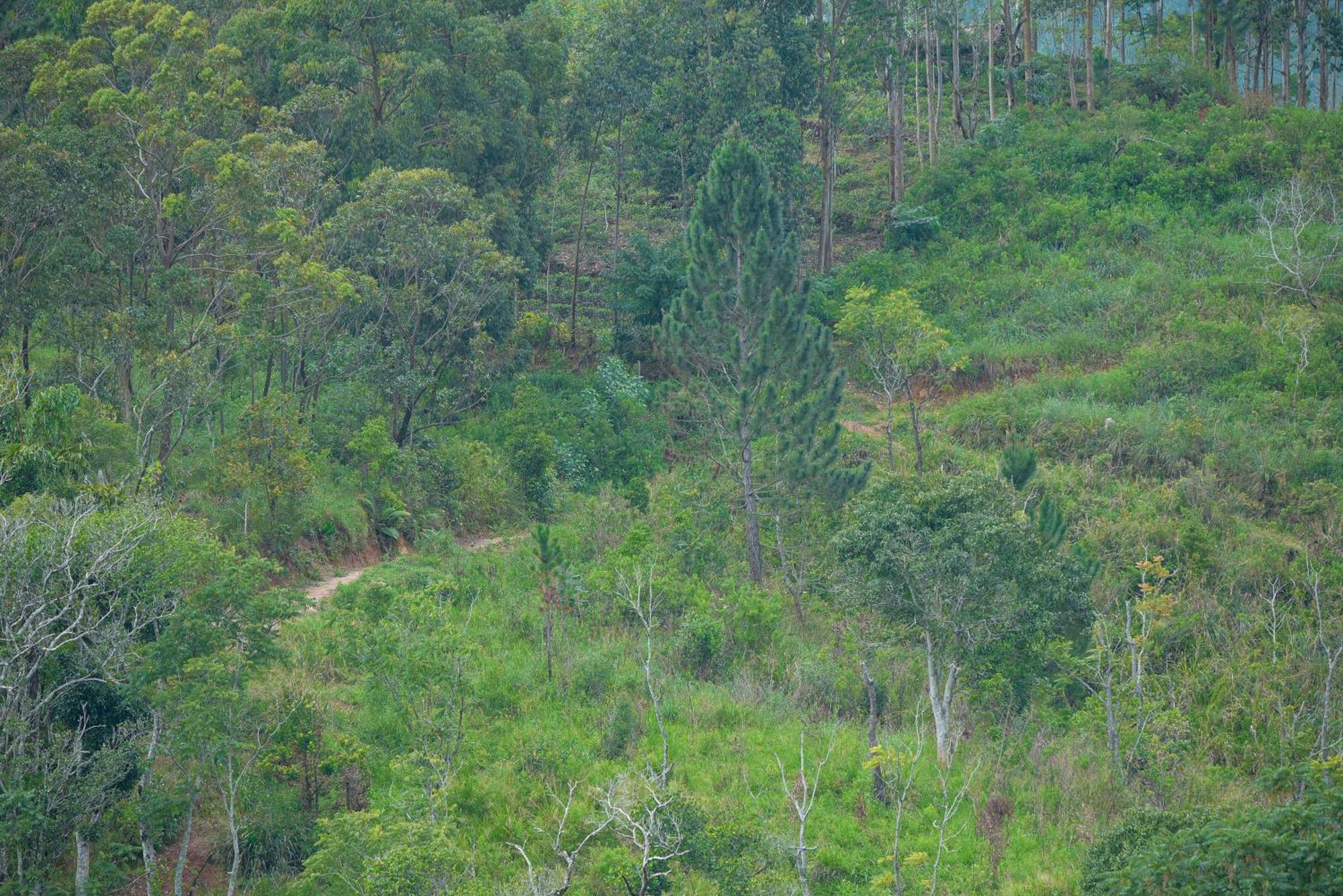 Tea Hills Ella Hotel Luaran gambar